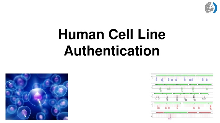 human cell line authentication