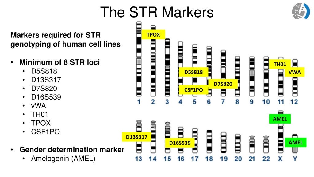 the str markers
