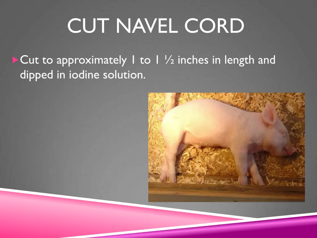 cut navel cord
