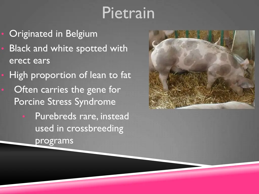 pietrain