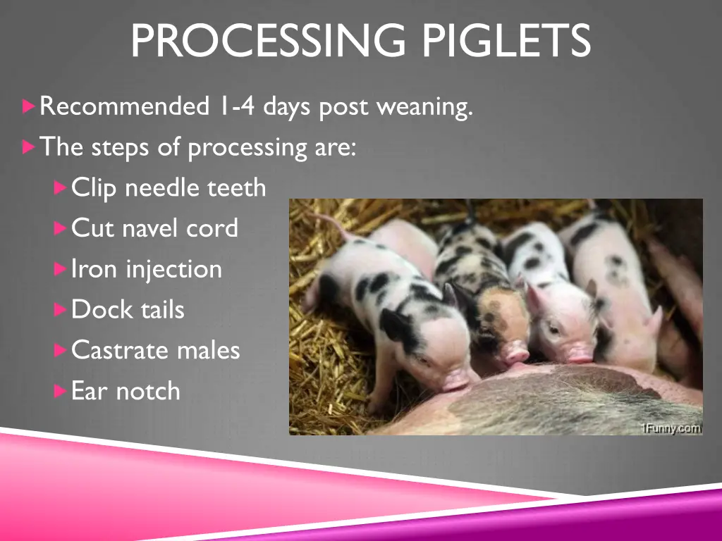 processing piglets