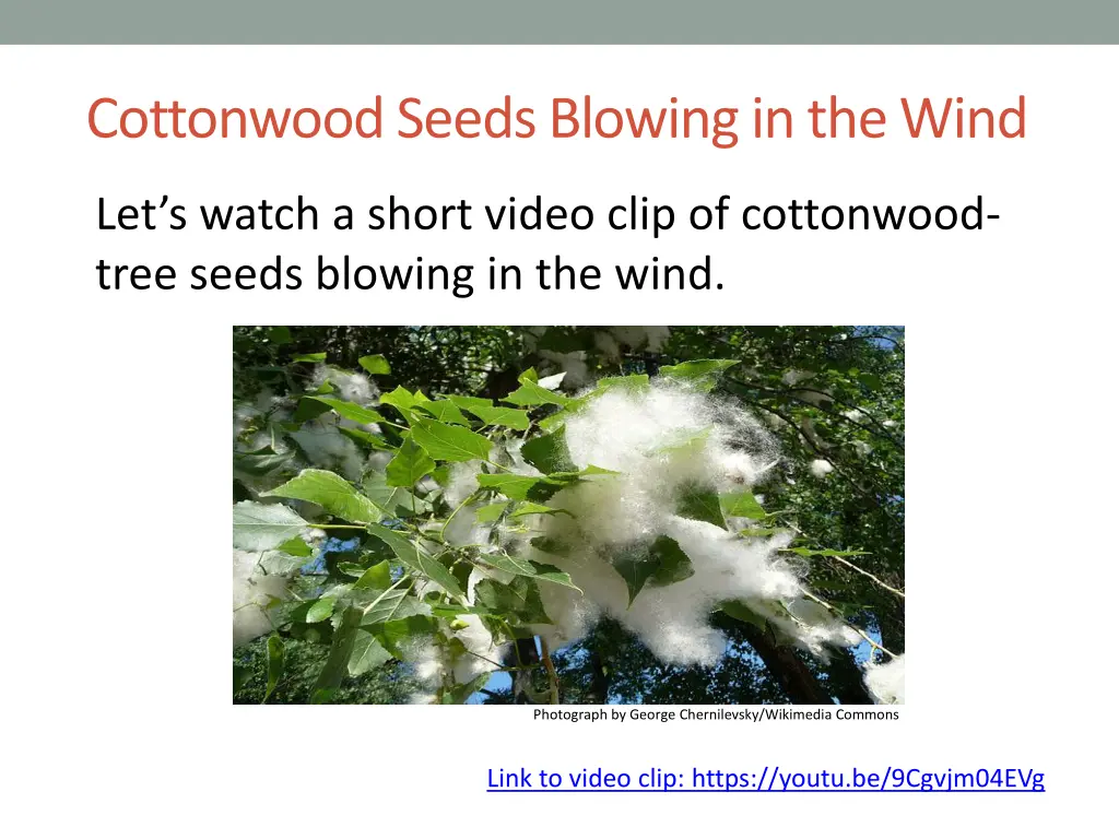 cottonwood seeds blowing in the wind