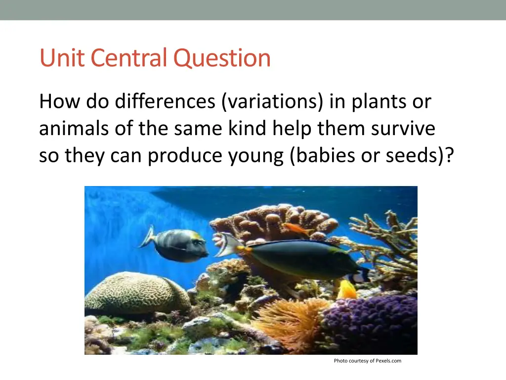 unit central question