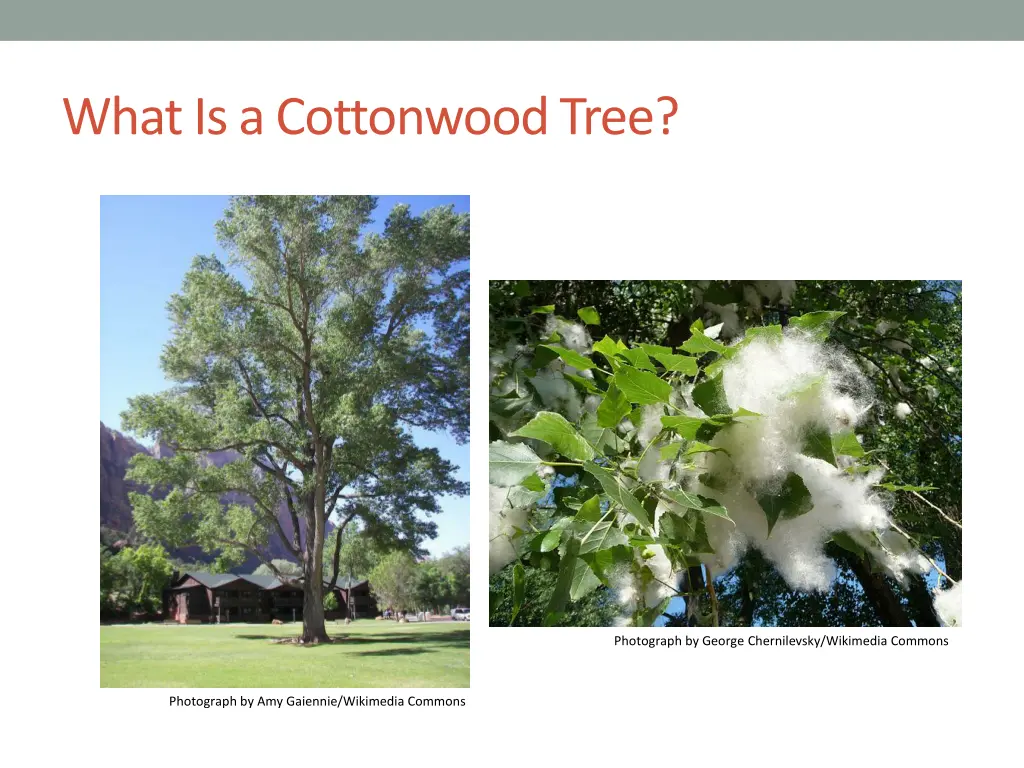 what is a cottonwood tree