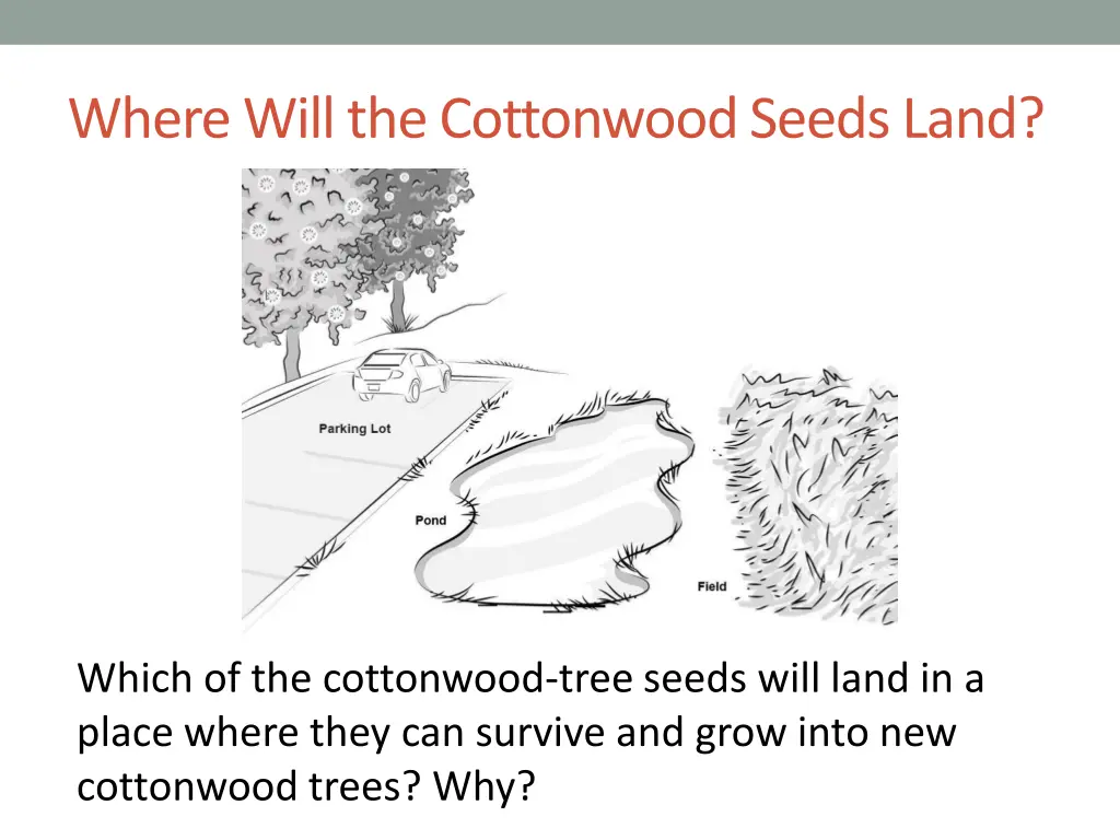where will the cottonwood seeds land