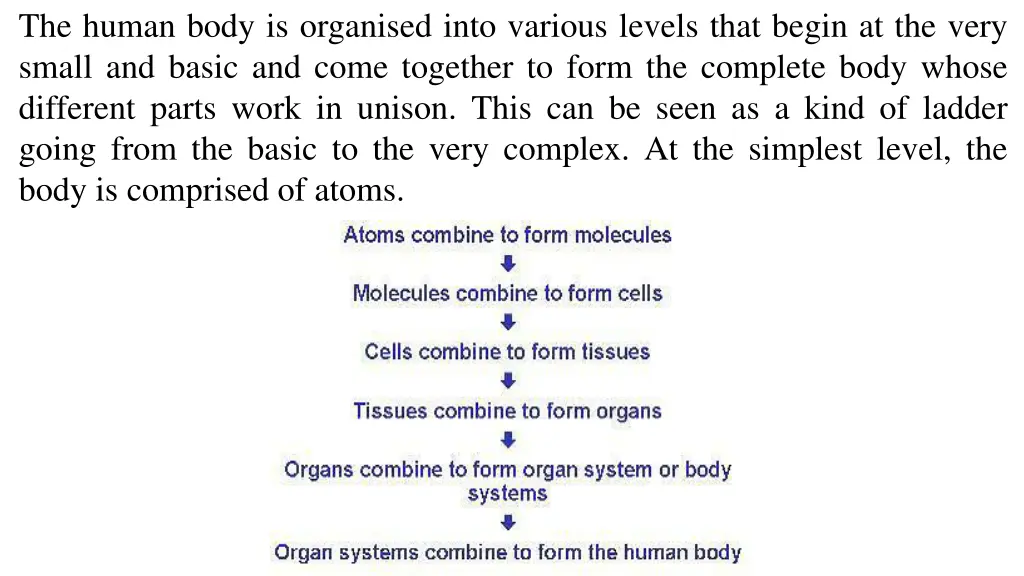 the human body is organised into various levels