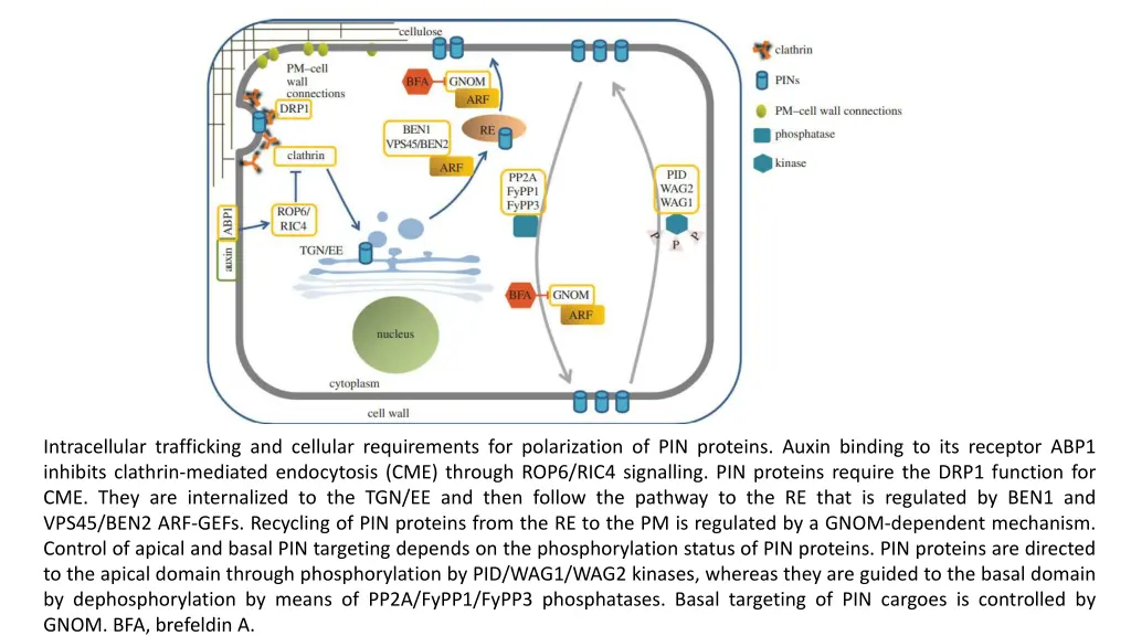 intracellular trafficking and cellular