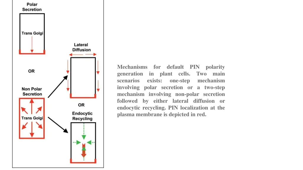 mechanisms for default pin polarity generation