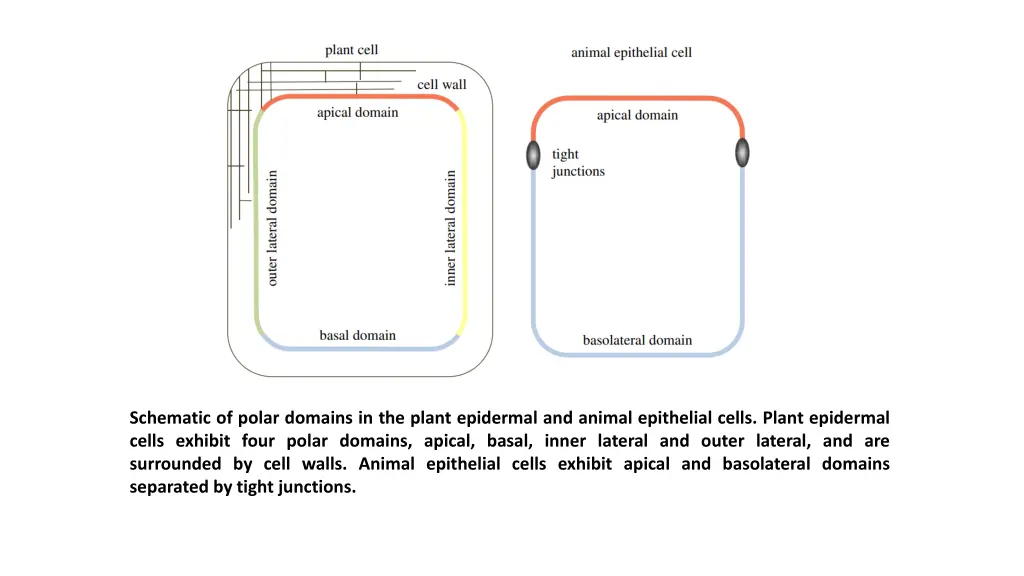 schematic of polar domains in the plant epidermal