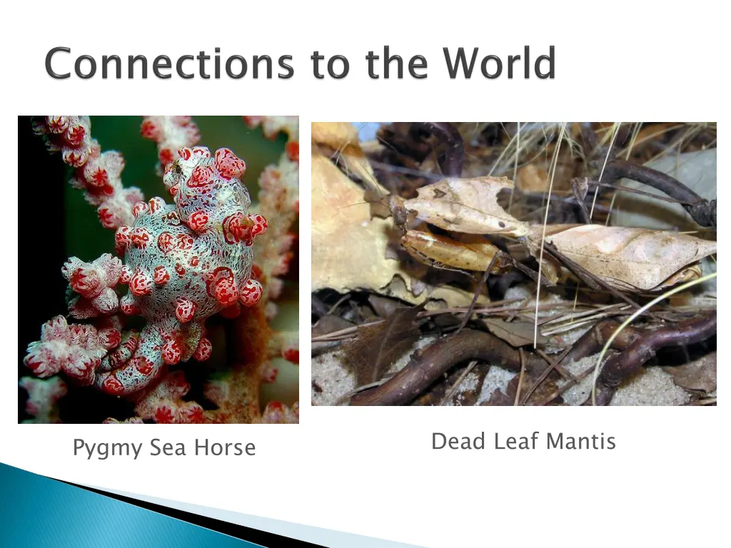 dead leaf mantis