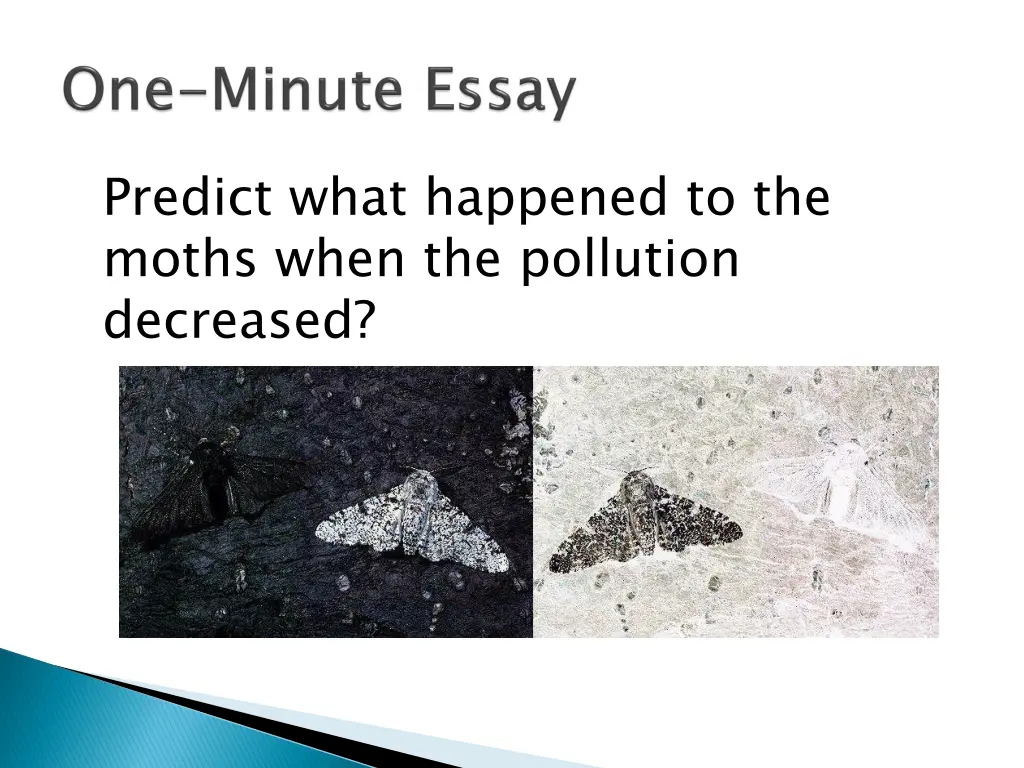 predict what happened to the moths when