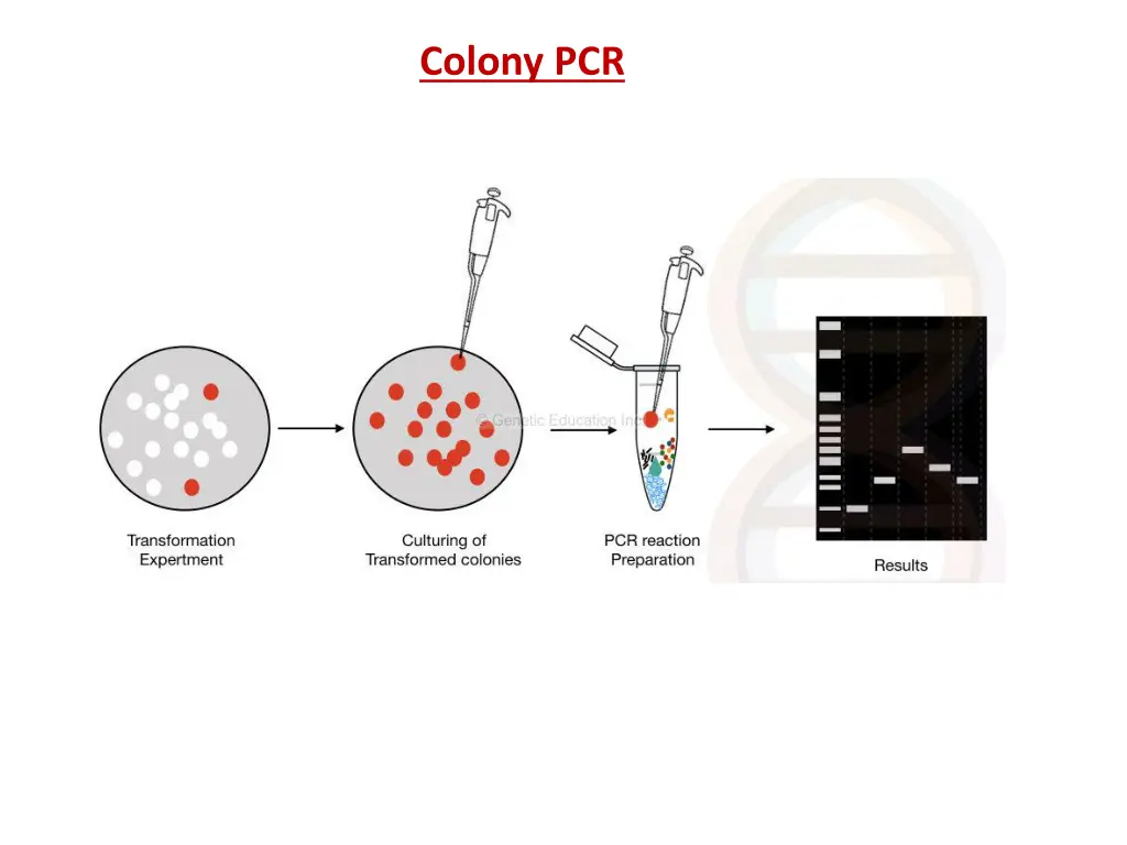 colony pcr