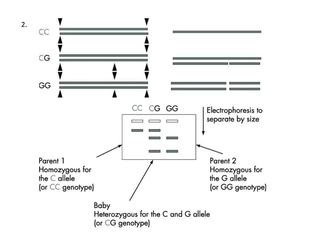 slide16