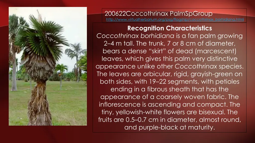 200622coccothrinax palmspgroup http 1