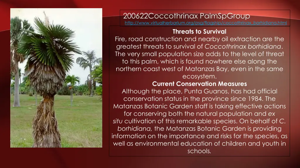 200622coccothrinax palmspgroup http 3