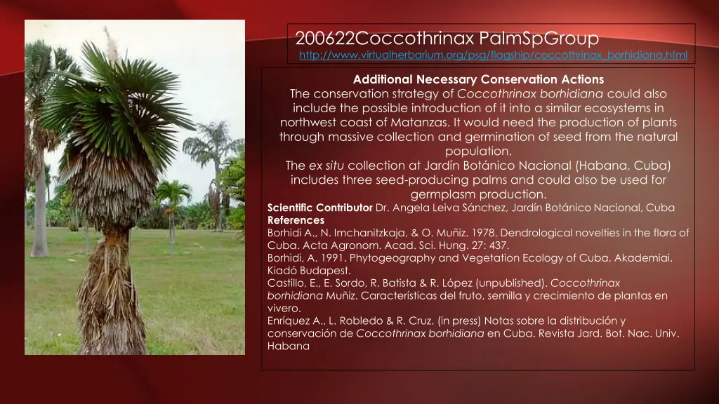 200622coccothrinax palmspgroup http 4