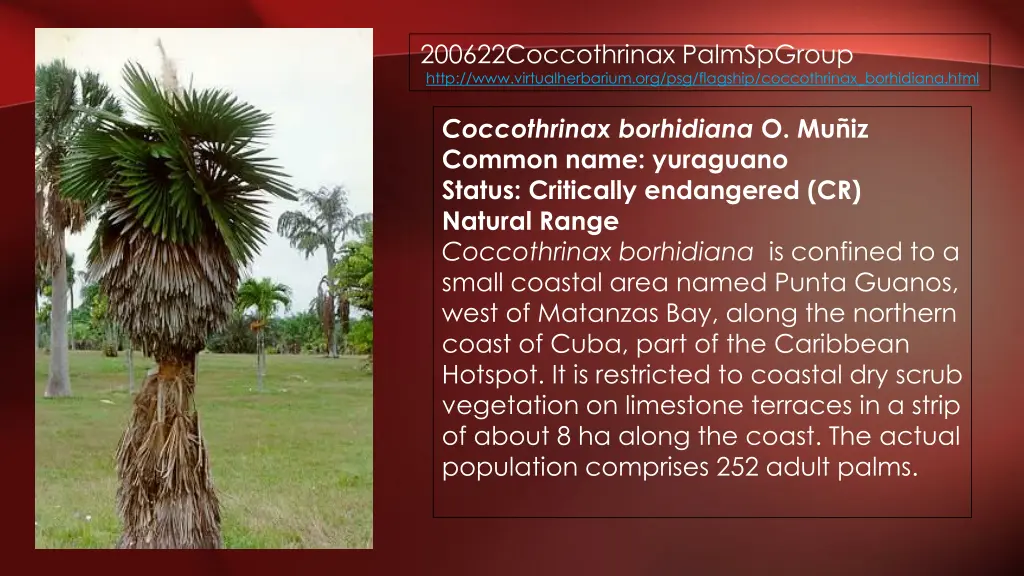 200622coccothrinax palmspgroup http