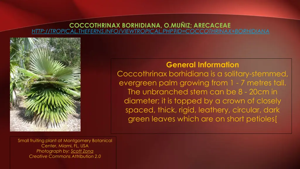 coccothrinax borhidiana o mu iz arecaceae http