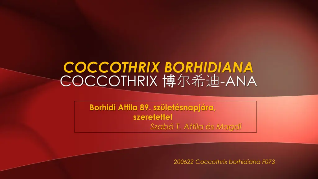 coccothrix borhidiana coccothrix ana