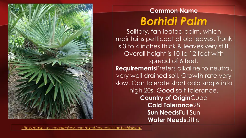 common name borhidi palm solitary fan leafed palm