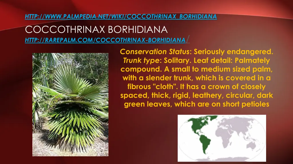http www palmpedia net wiki coccothrinax