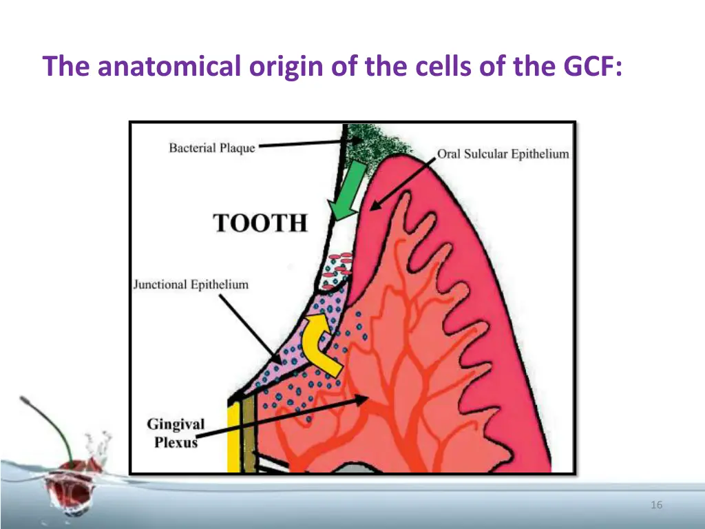 the anatomical origin of the cells of the gcf