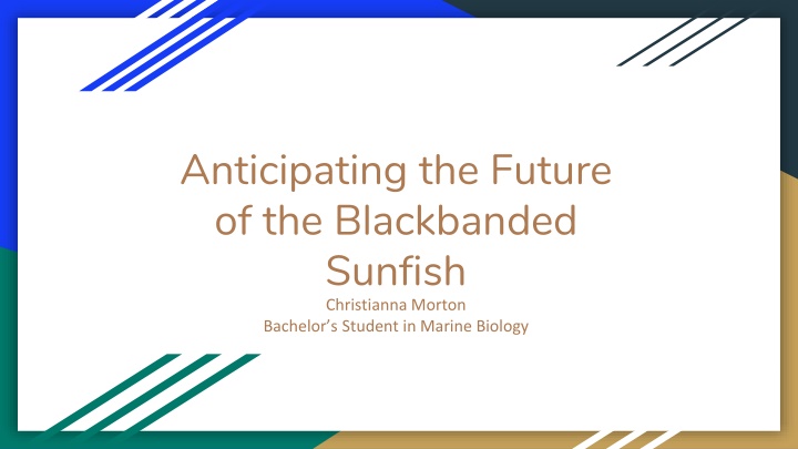 anticipating the future of the blackbanded