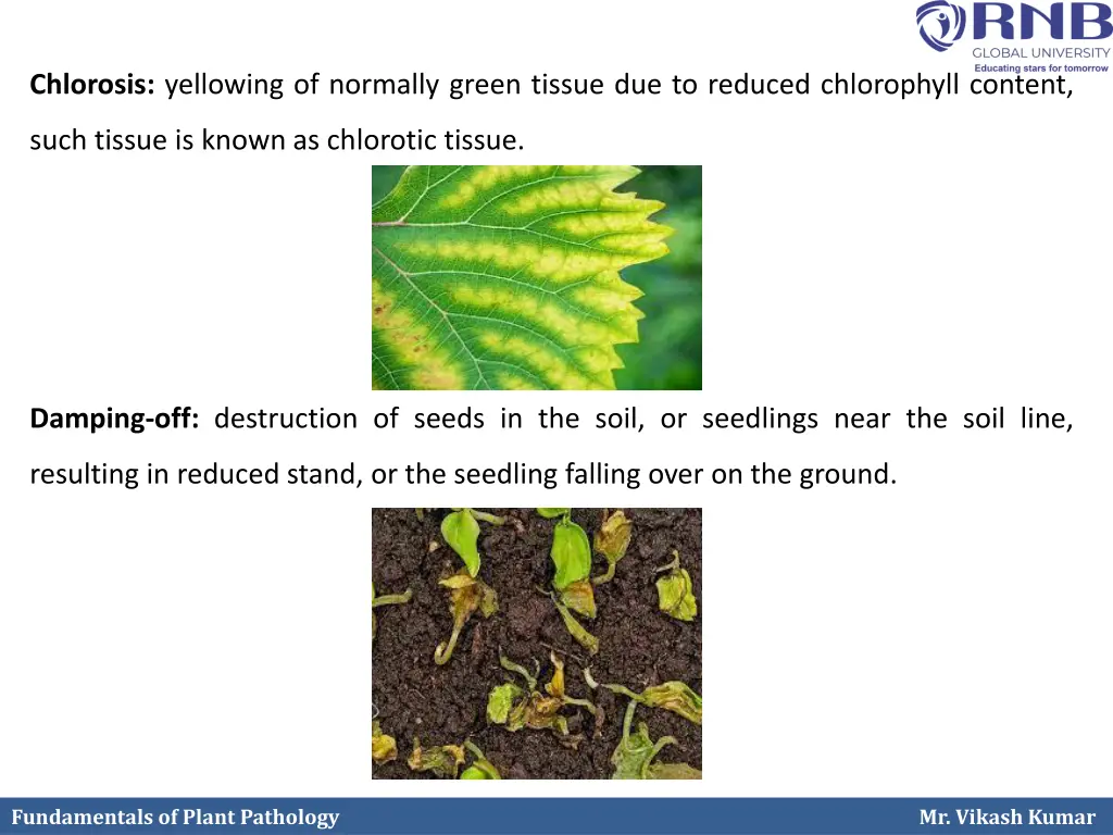chlorosis yellowing of normally green tissue