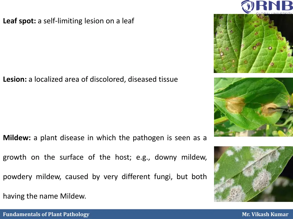 leaf spot a self limiting lesion on a leaf
