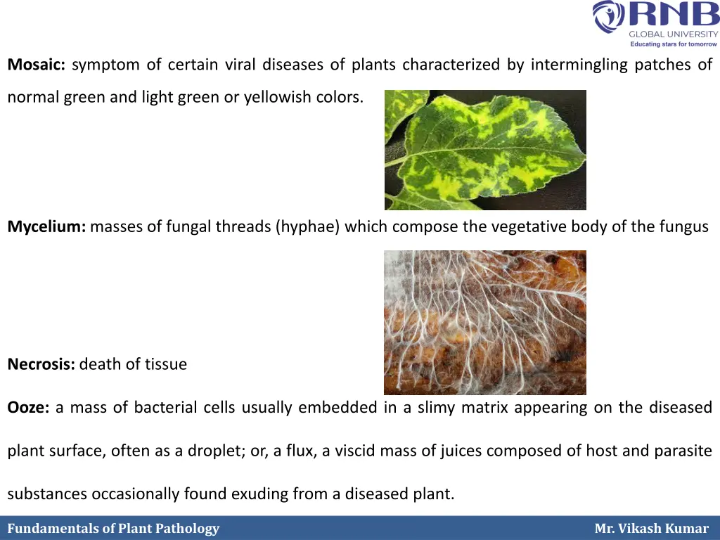 mosaic symptom of certain viral diseases