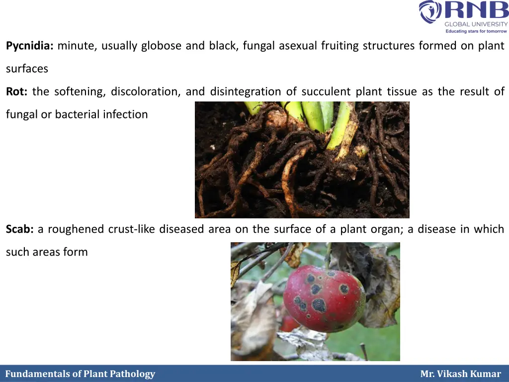 pycnidia minute usually globose and black fungal