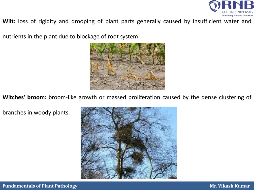 wilt loss of rigidity and drooping of plant parts