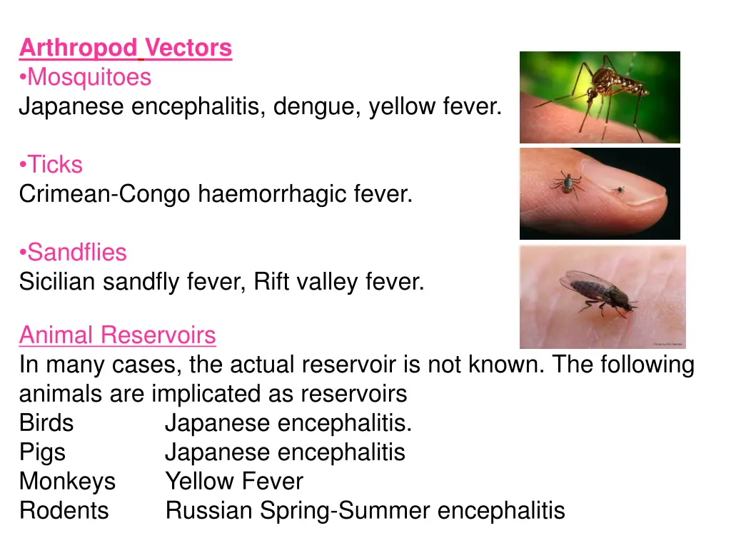 arthropod vectors mosquitoes japanese