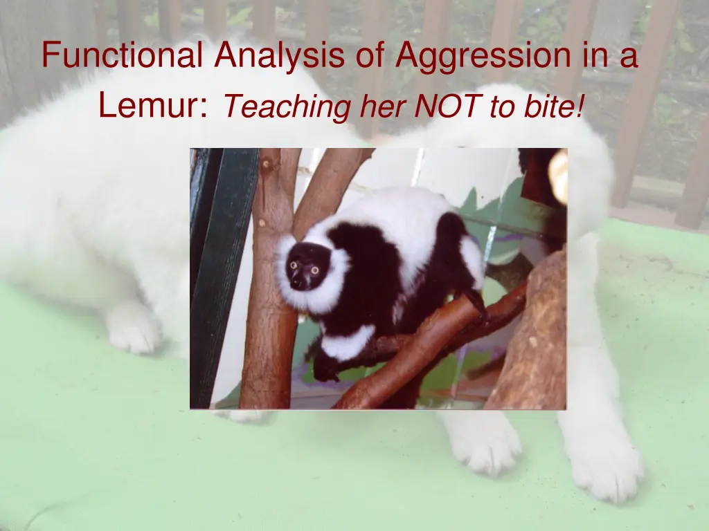 functional analysis of aggression in a lemur