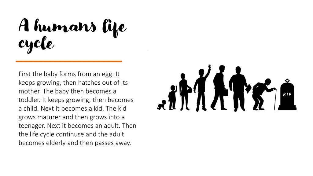 a humans life cycle