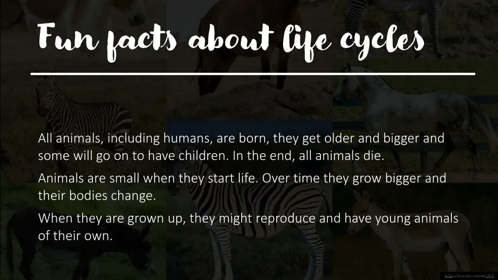 fun facts about life cycles