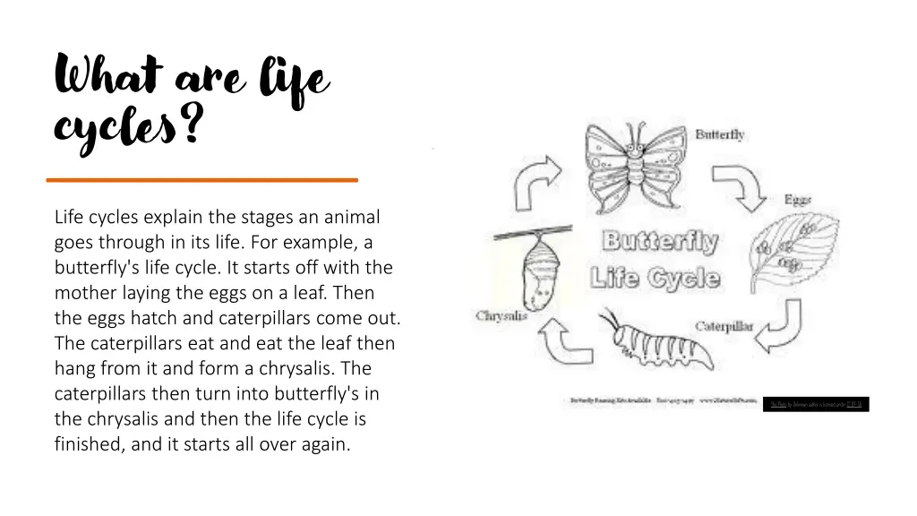 what are life cycles