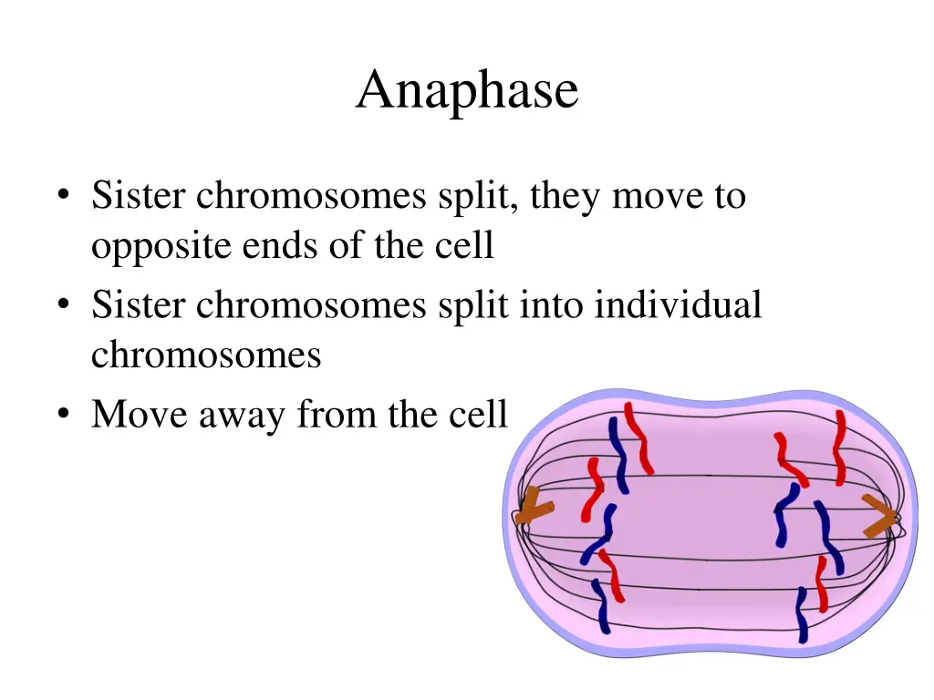 anaphase