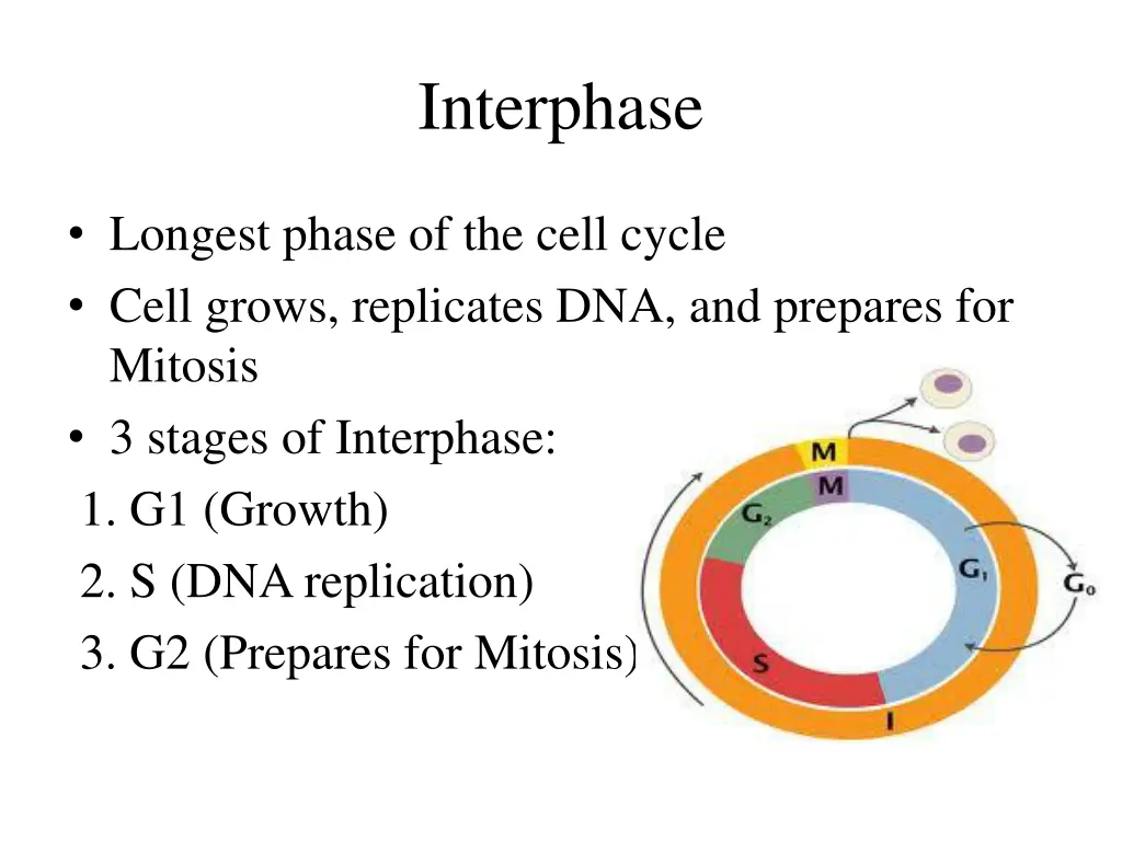interphase