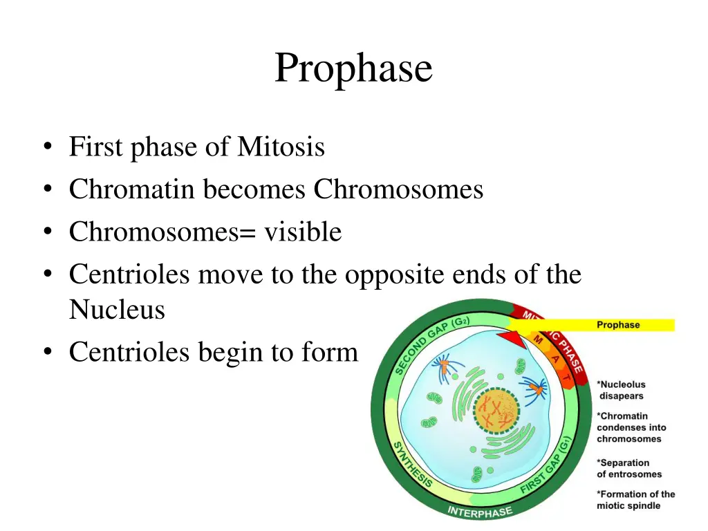 prophase