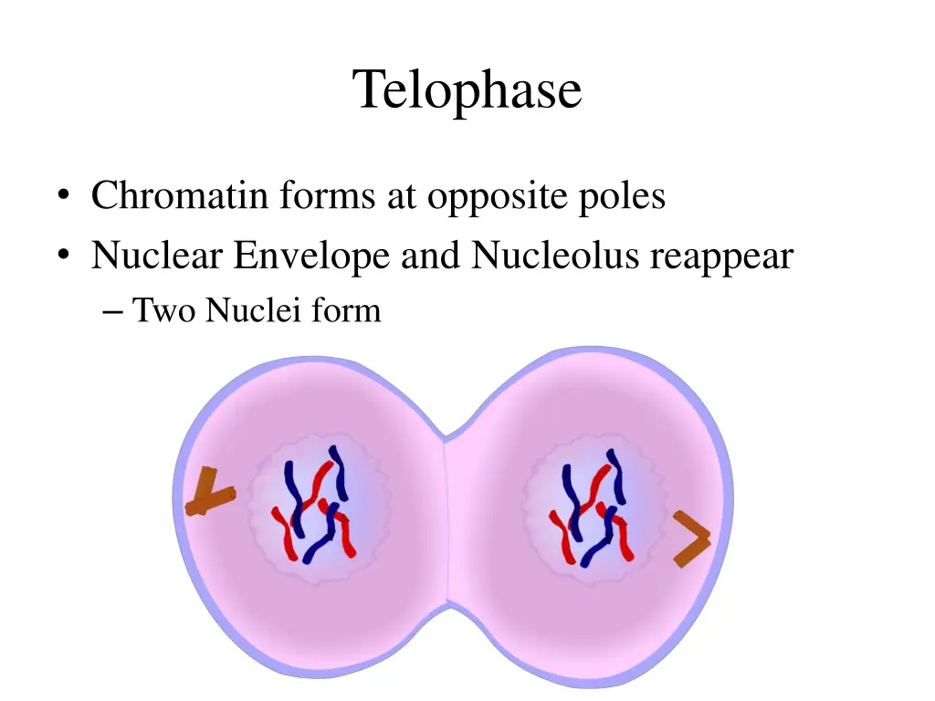telophase