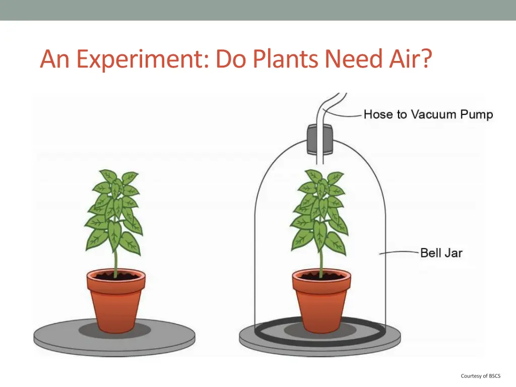 an experiment do plants need air