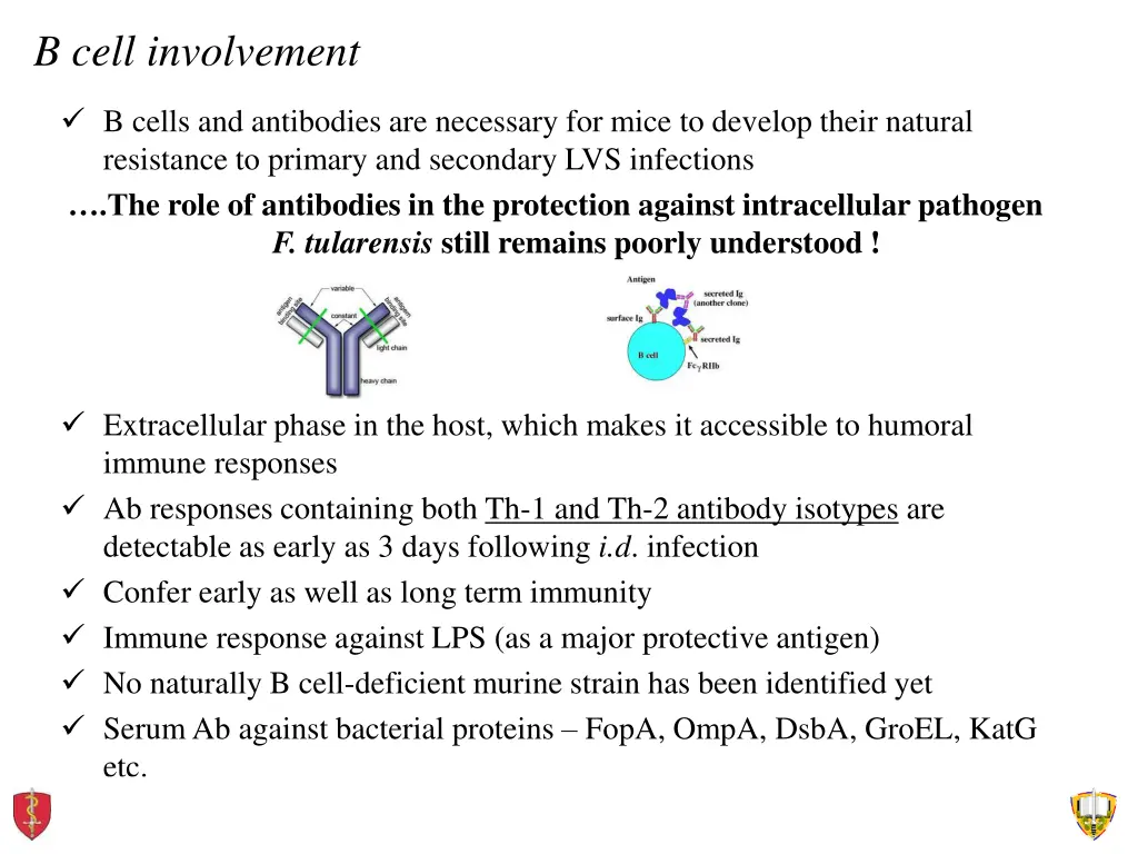 b cell involvement