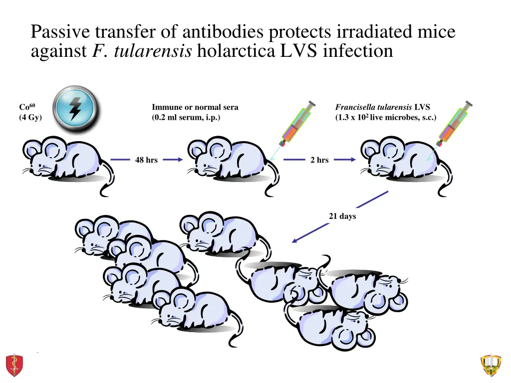 passive transfer of antibodies protects