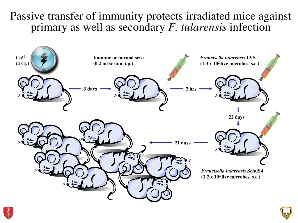 passive transfer of immunity protects irradiated