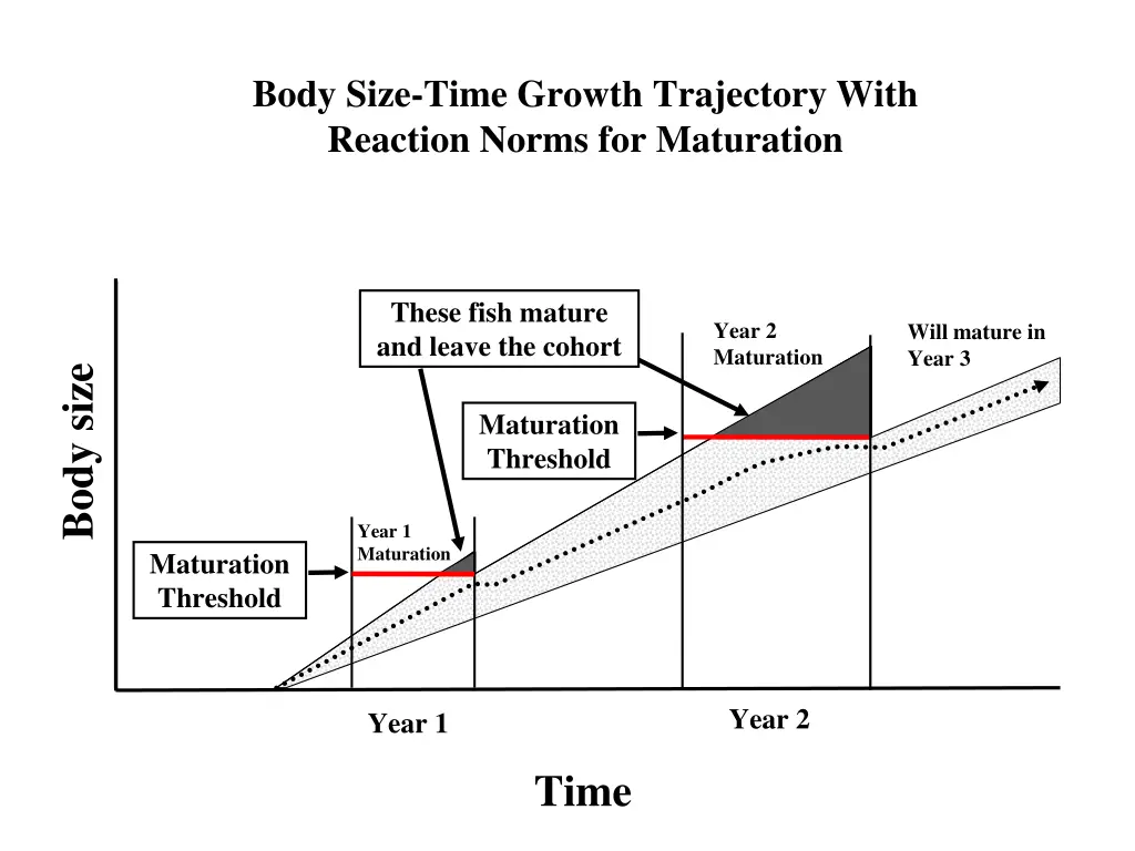 body size time growth trajectory with reaction