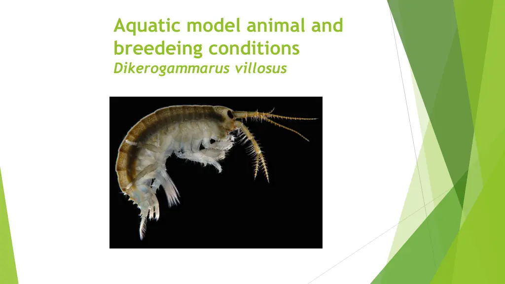 aquatic model animal and breedeing conditions