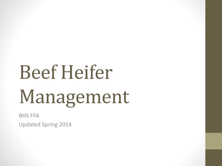 beef heifer management