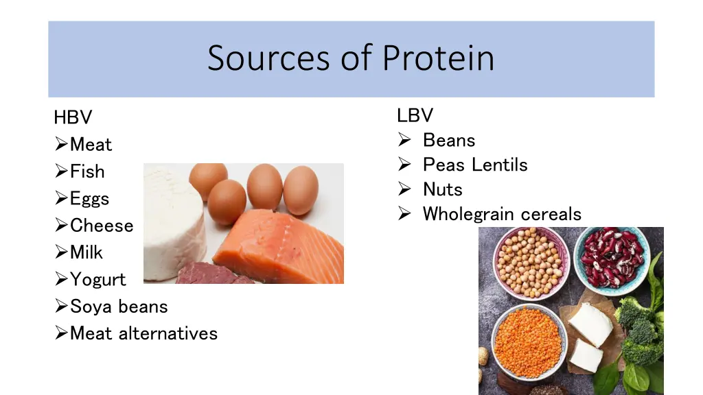 sources of protein