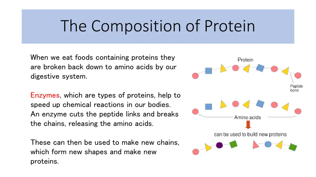 the composition of protein 2